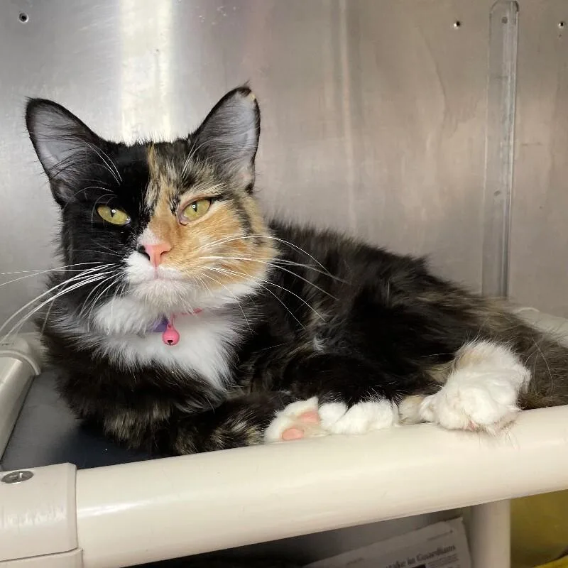 An adult medium-sized female Domestic Long Hair cat named Marnie for adoption in Roanoke, VA