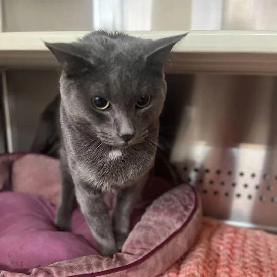 Taffy Houston thumbnail 2