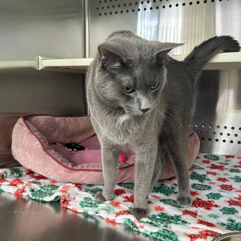 Taffy Houston thumbnail 3