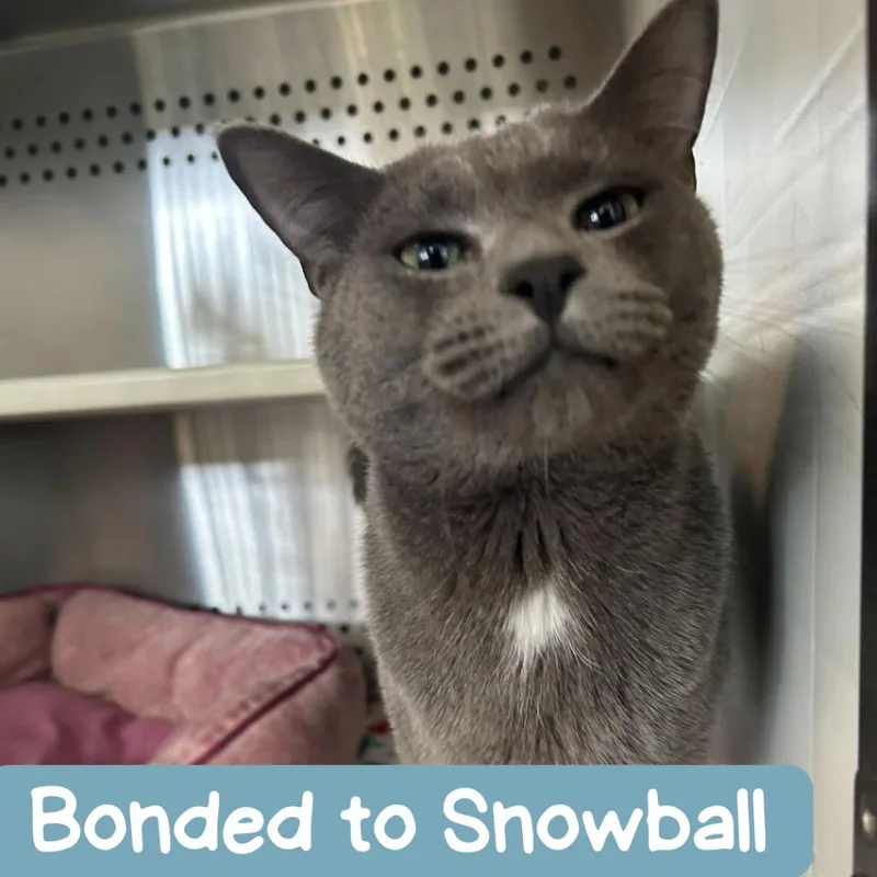 Taffy Houston thumbnail 4