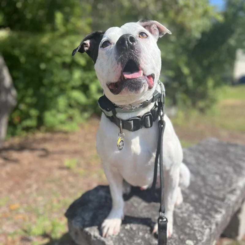 An adult medium-sized male Pit Bull Terrier dog named Strider for adoption in Chelmsford, MA