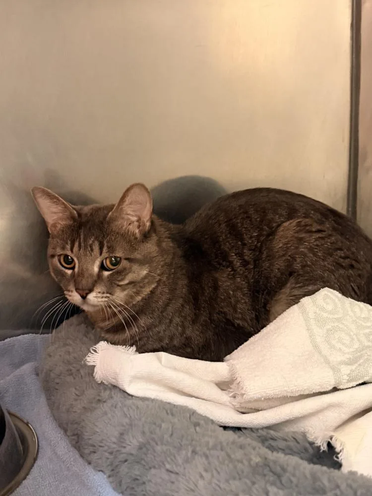 An adult large-sized male Gray / Blue / Silver Domestic Short Hair cat named Hatfield for adoption in Albuquerque, NM