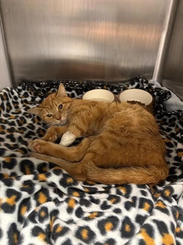 An adult medium-sized female Orange / Red Domestic Short Hair cat named Zodiac for adoption in Cincinnati, OH