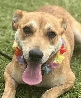 A young medium-sized female Terrier dog named Keke for adoption in Bloomfield, CT