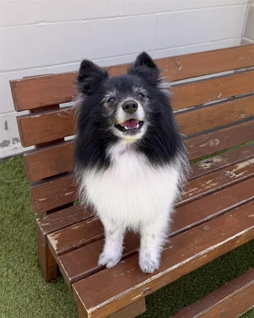A senior medium-sized male Pomeranian dog named Palmer for adoption in Dedham, MA