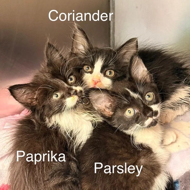 A baby small-sized female Domestic Long Hair cat named Paprika for adoption in Cumming, GA