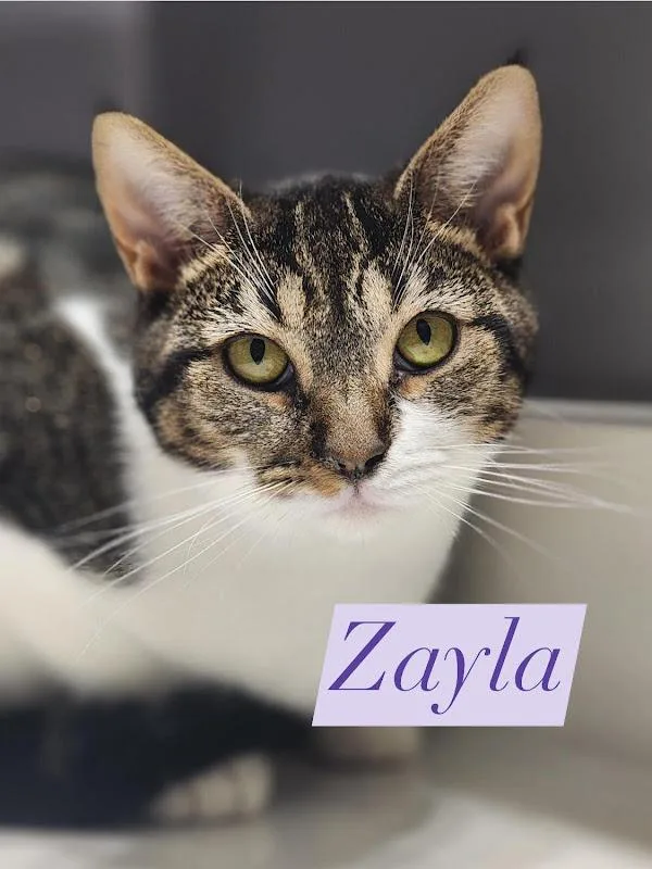 Zayla thumbnail 3