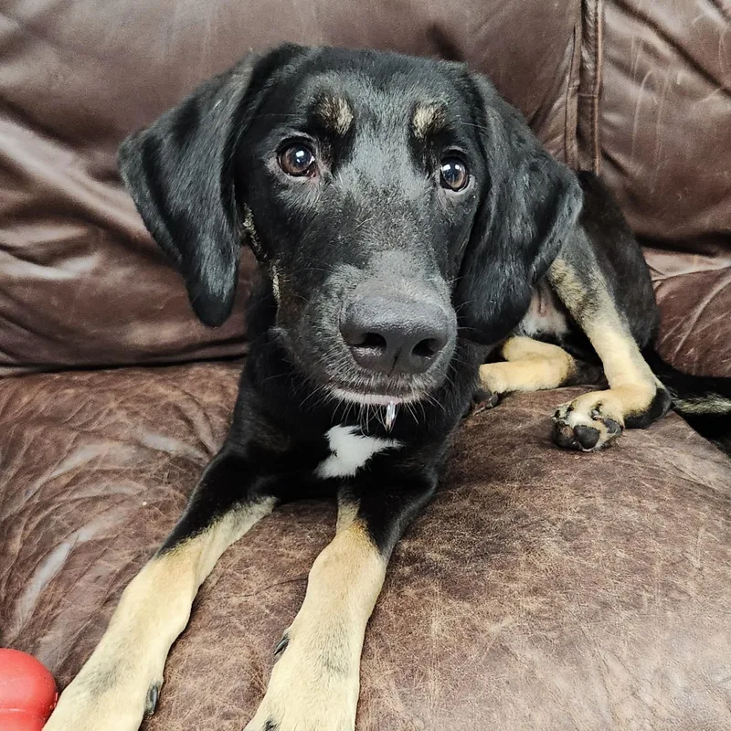 A young medium-sized female Tricolor (Brown, Black, & White) Mixed Breed dog named Scarlett for adoption in Marshfield, WI
