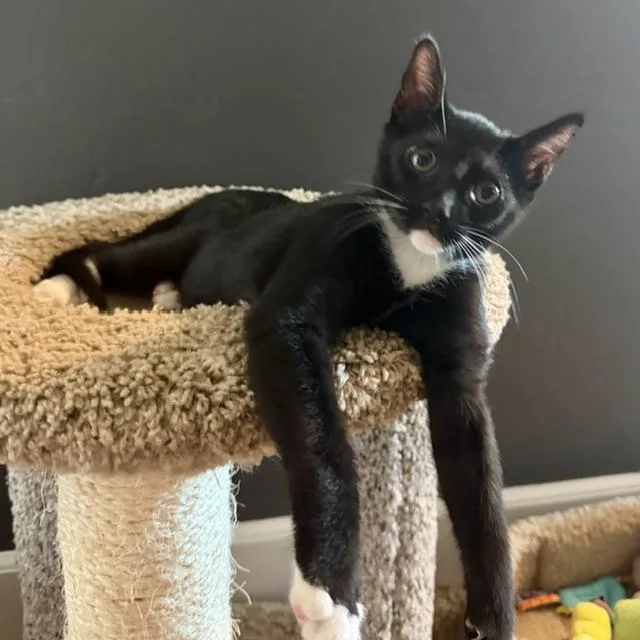 A baby medium-sized male Black & White / Tuxedo Domestic Short Hair cat named Hot Dog for adoption in Fresno, CA