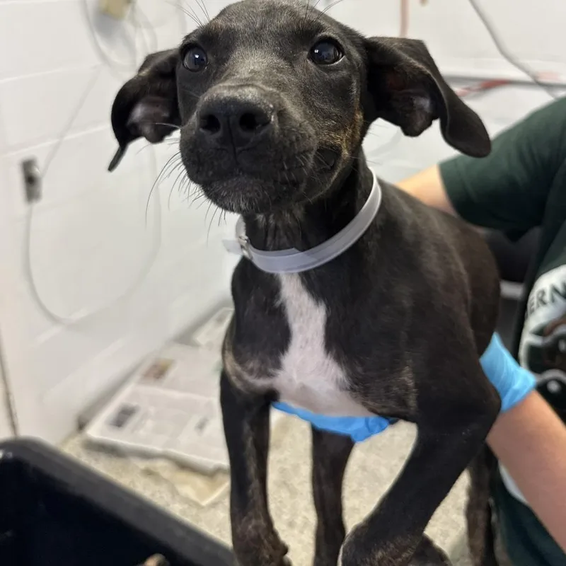 A baby small-sized female Black Catahoula Leopard Dog dog named Lectern for adoption in Hattiesburg, MS
