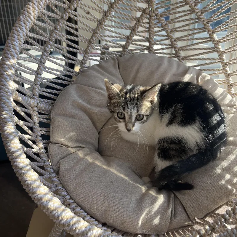 A baby small-sized female White Domestic Short Hair cat named Kimberly for adoption in Pasadena , MD