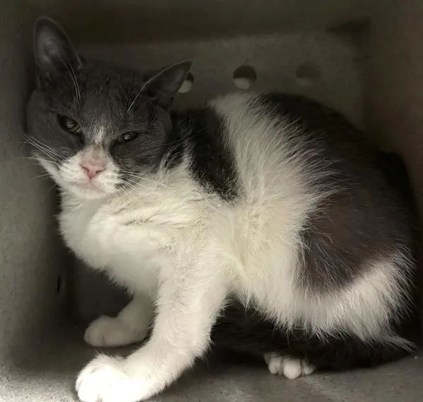 An adult medium-sized female Domestic Short Hair cat named Makaroni for adoption in Staten Island, NY