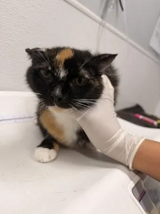 An adult small-sized female Domestic Short Hair cat named Rumi for adoption in West Chester, PA
