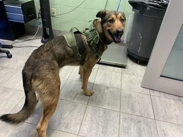 A young large-sized male German Shepherd Dog dog named Claude for adoption in Grand Prairie, TX