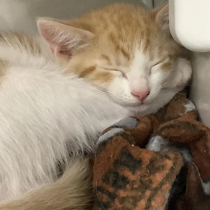 A baby small-sized male Orange / Red Domestic Short Hair cat named Nutmeg for adoption in Redwood City, CA