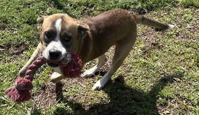 A young medium-sized male American Bulldog dog named Kracken for adoption in Panama City, FL