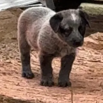 A baby medium-sized male Gray / Blue / Silver Australian Cattle Dog / Blue Heeler dog named Harry Potter for adoption in Phoenix, AZ