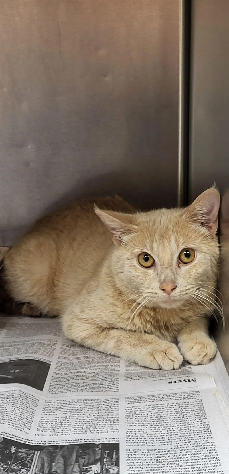 A baby medium-sized male Orange / Red Domestic Short Hair cat named Gomez for adoption in Marion, MS