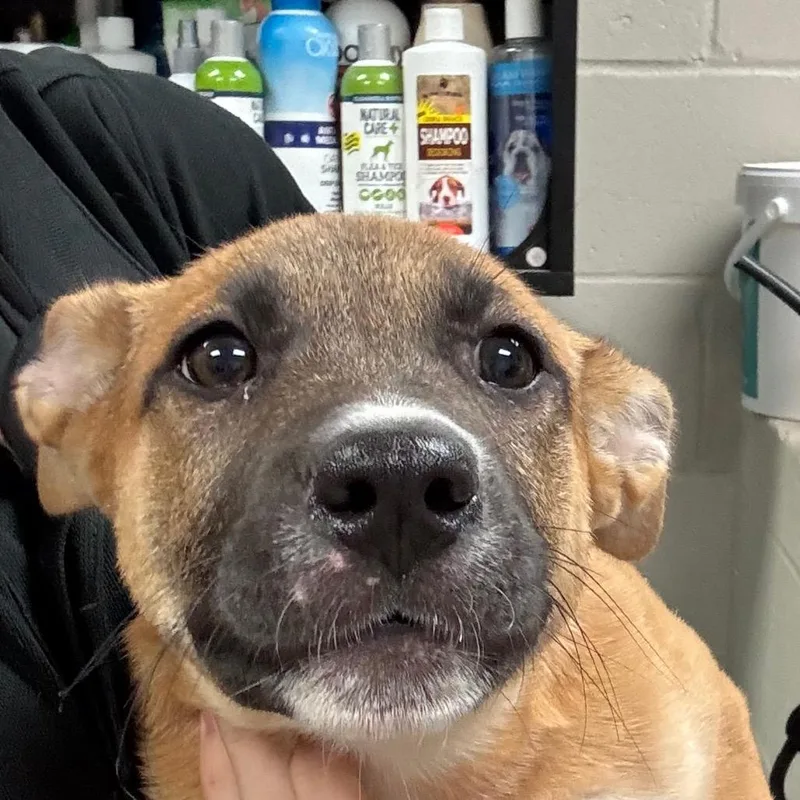A baby small-sized female Yellow / Tan / Blond / Fawn Shepherd dog named Dawn for adoption in Hinesville, GA