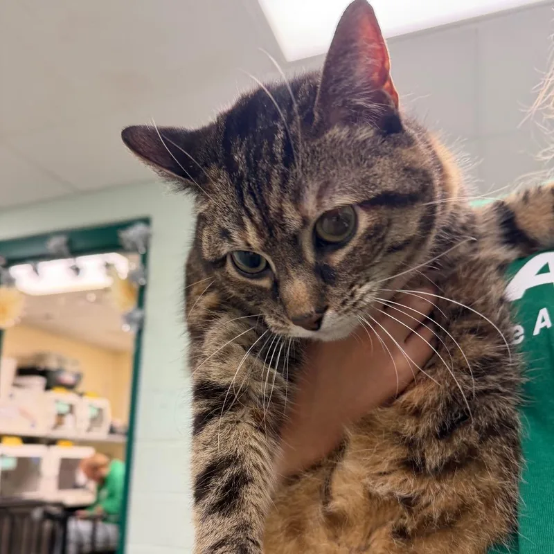 An adult large-sized female Brown / Chocolate Domestic Short Hair cat named Dr. Sunstar for adoption in Waukesha, WI