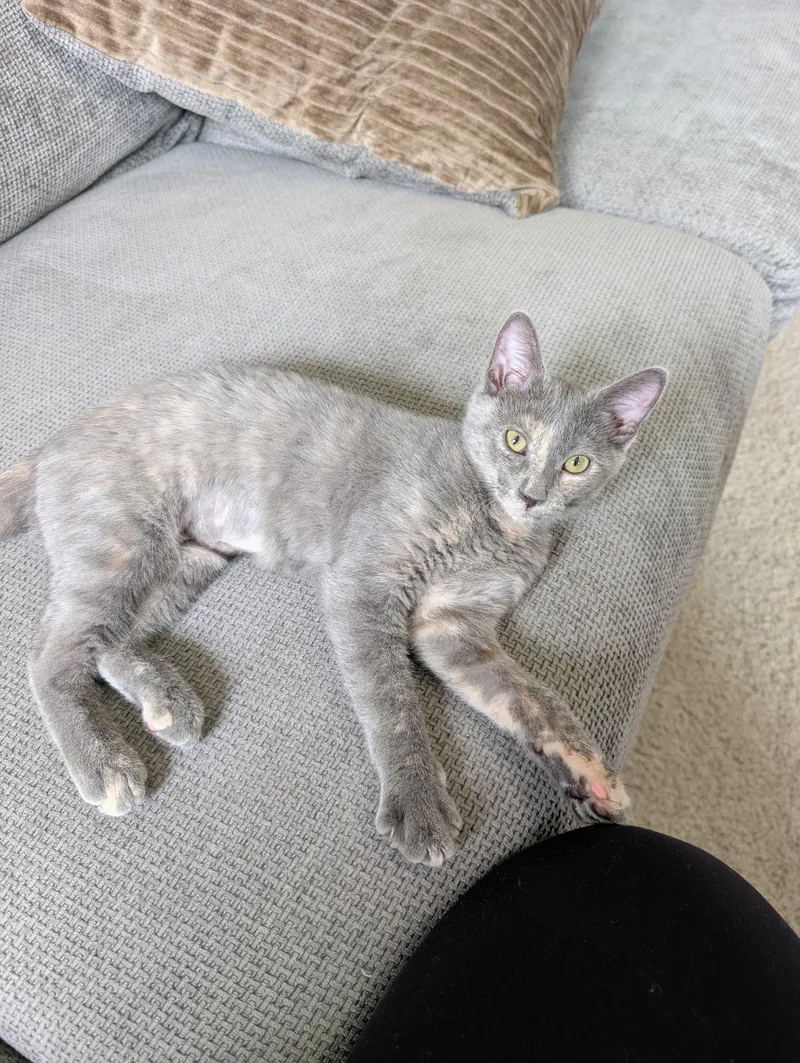 A baby medium-sized female Dilute Calico cat named Celeste for adoption in Smithfield, NC