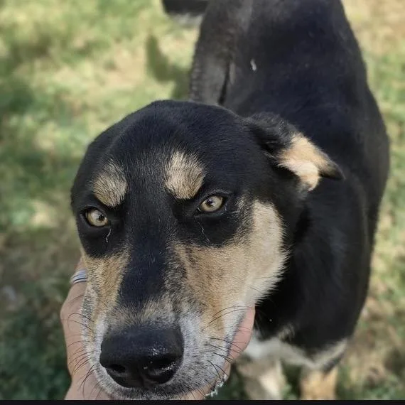 A young medium-sized female Black Mixed Breed dog named Faith for adoption in Midland, TX