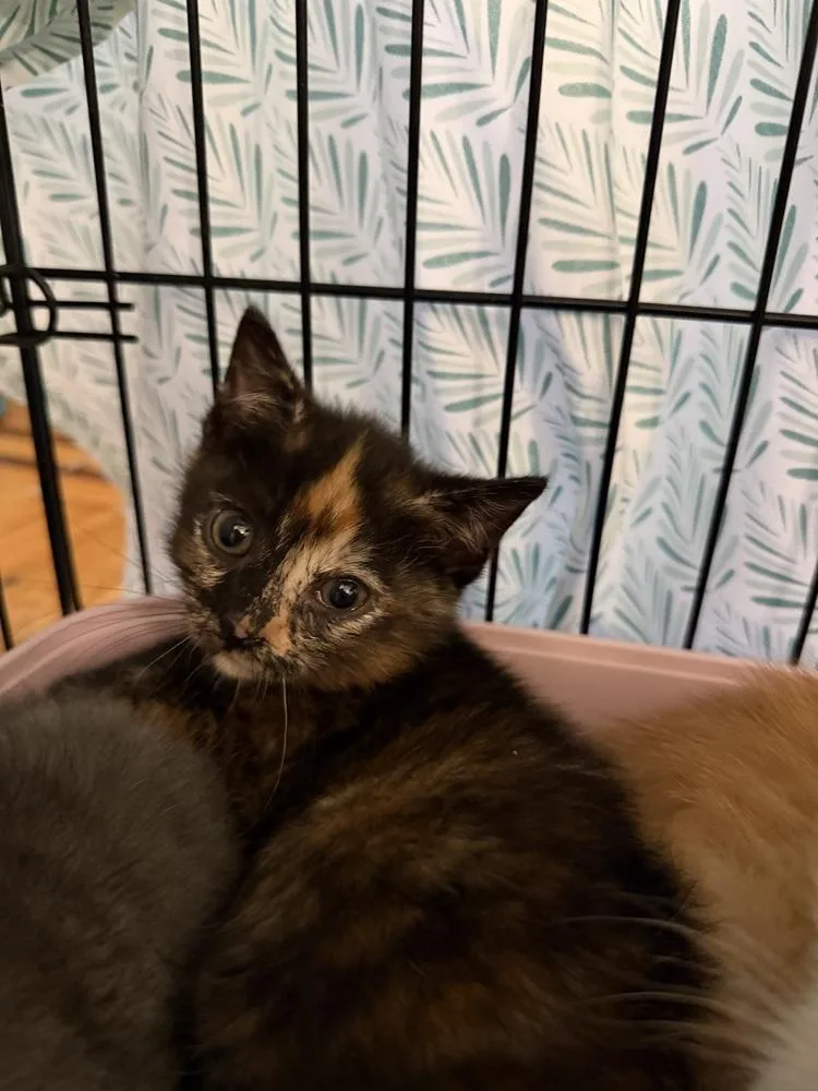 A baby small-sized female Tortoiseshell Domestic Short Hair cat named Hearsay for adoption in New York, NY
