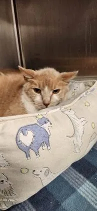 An adult small-sized male Domestic Short Hair cat named Baide for adoption in Ashtabula, OH