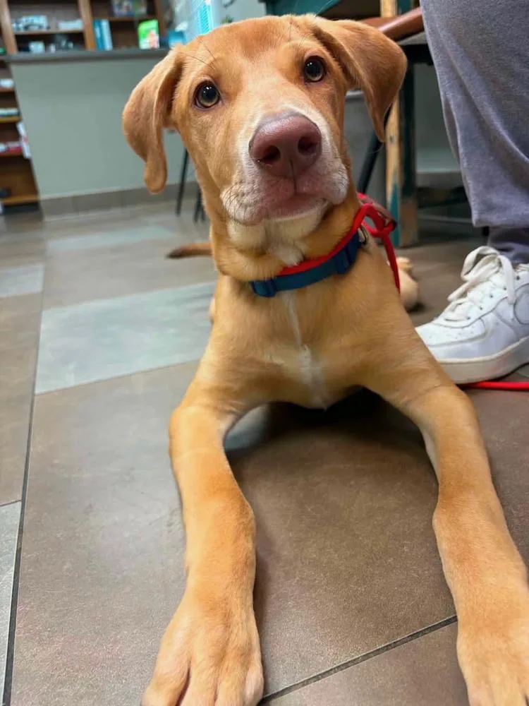A baby large-sized male Yellow / Tan / Blond / Fawn Labrador Retriever dog named Sterling for adoption in TULSA, OK