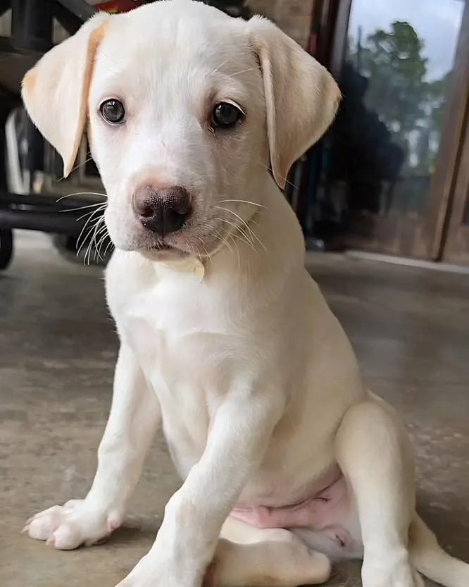 A baby large-sized male Labrador Retriever dog named Max for adoption in Grand Bay, AL
