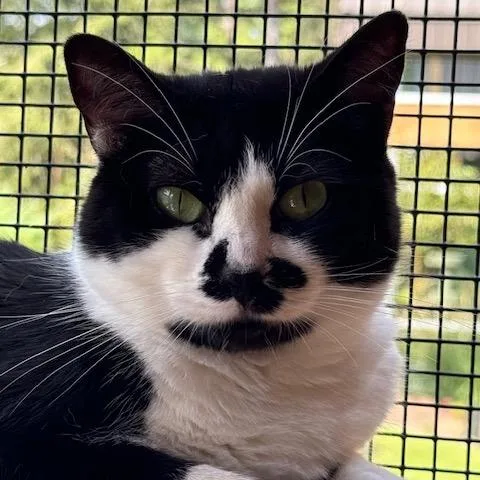 Momma Toast thumbnail 2