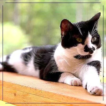 Momma Toast thumbnail 3