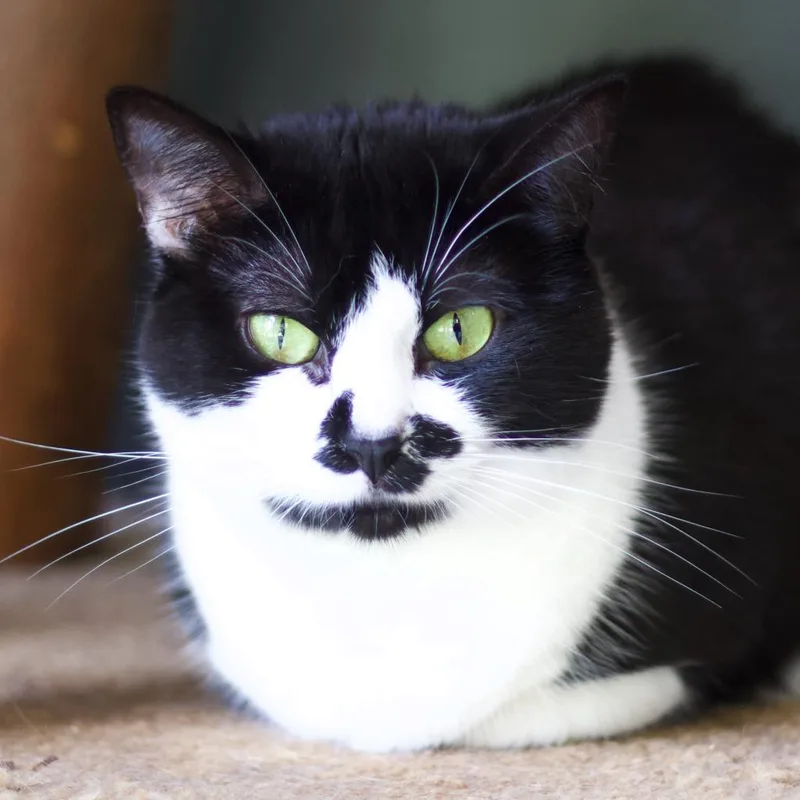 Momma Toast thumbnail 4