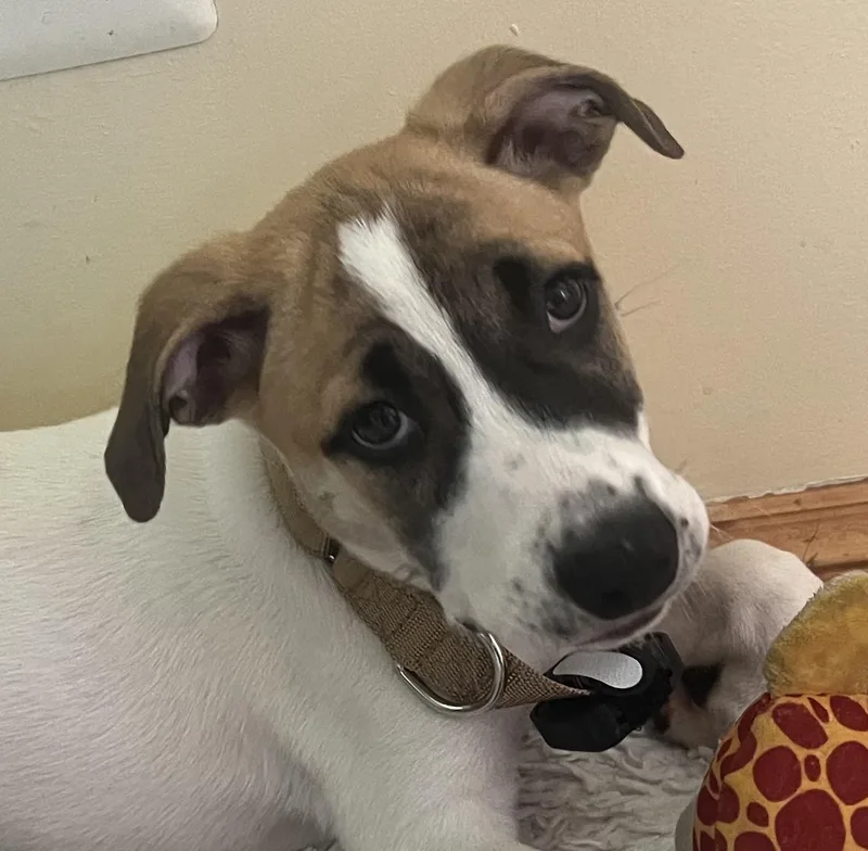 A baby medium-sized male White / Cream Hound dog named Sebastian Surprise  LOCAL for adoption in Andover, MA
