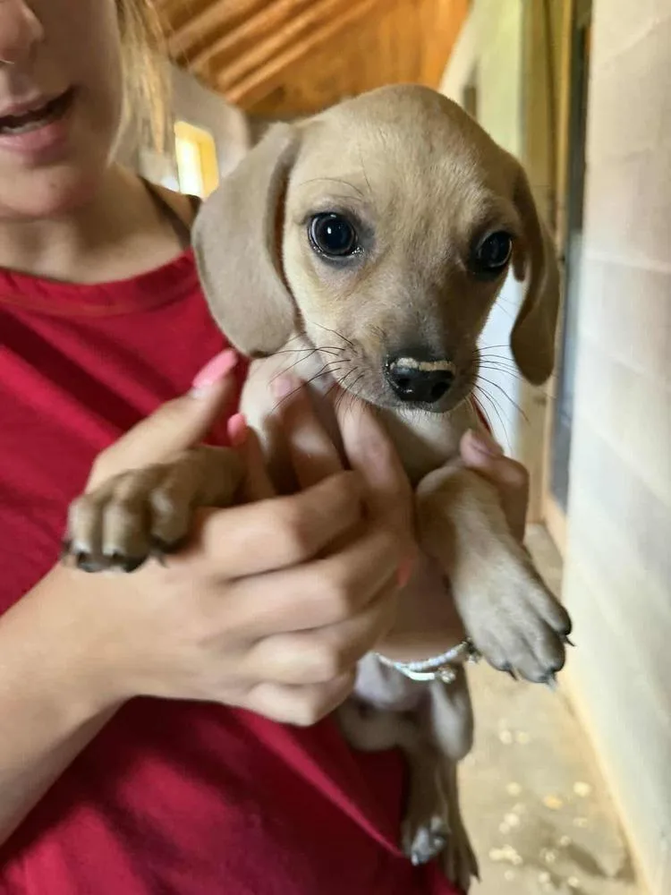 A baby small-sized male Chihuahua dog named Gunner for adoption in New York, NY