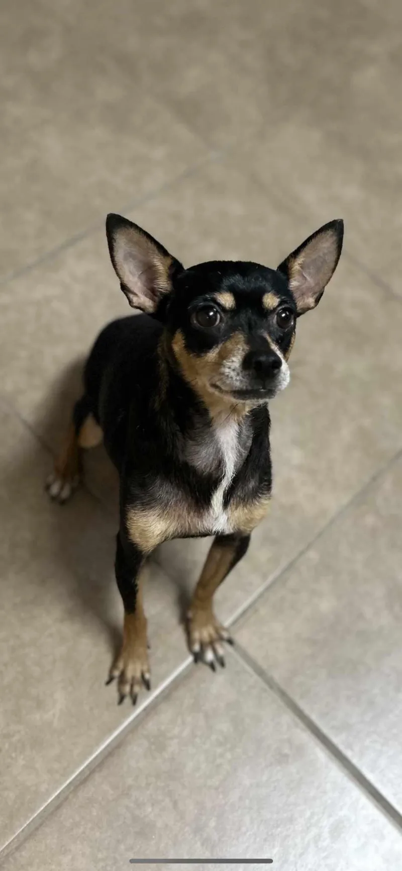 A young small-sized female Chihuahua dog named Louetta for adoption in Morganville, NJ