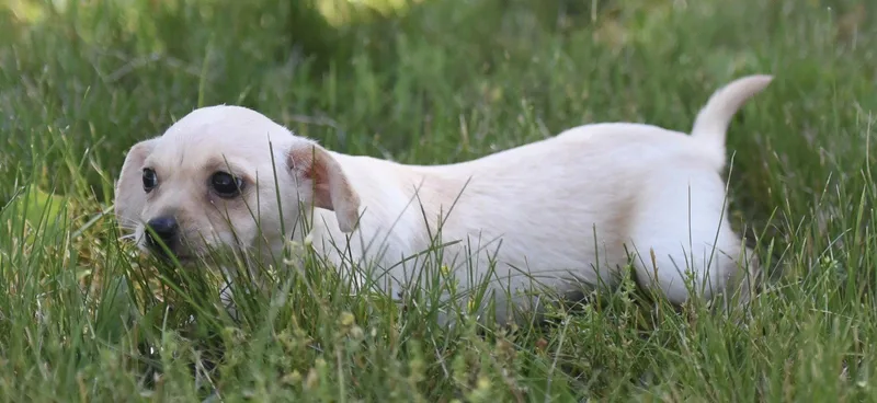 A baby small-sized female Chihuahua dog named Tulip for adoption in Mechanicsburg, PA
