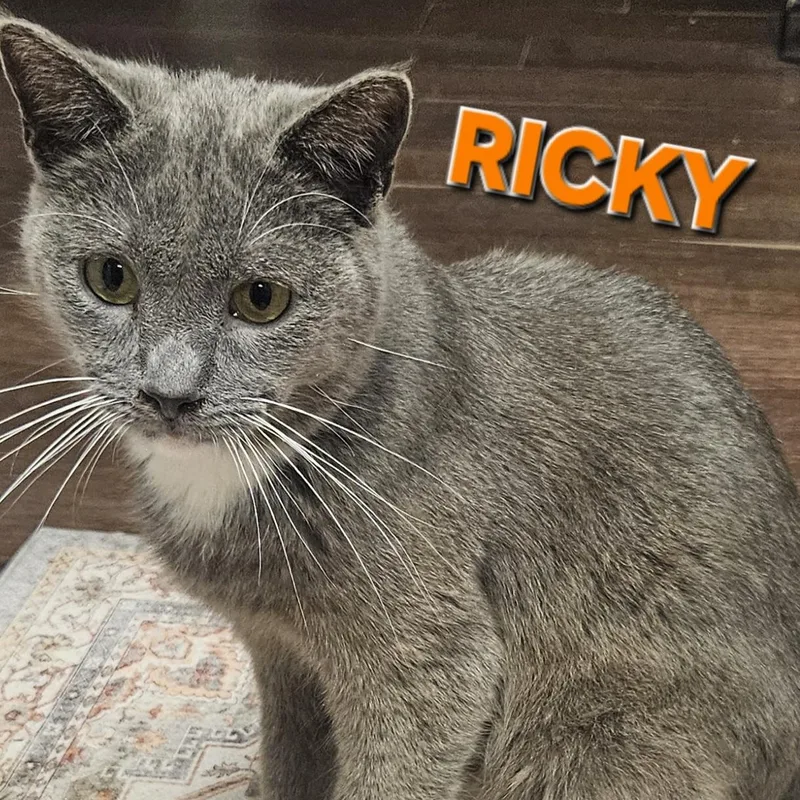 A young medium-sized male Gray & White Domestic Short Hair cat named Ricky for adoption in Orange, CA