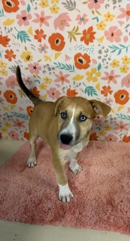 A baby large-sized female Labrador Retriever dog named Amber for adoption in Houston, TX