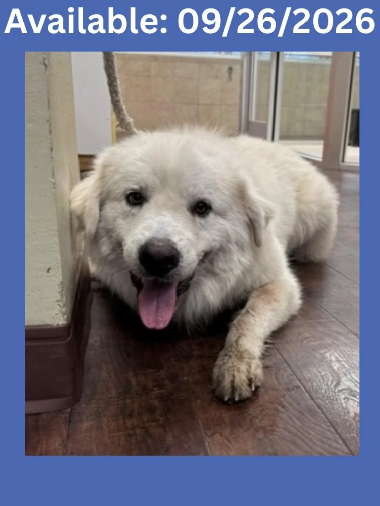 A young extra large-sized male Great Pyrenees dog named Dog Kennel for adoption in Greenville, TX