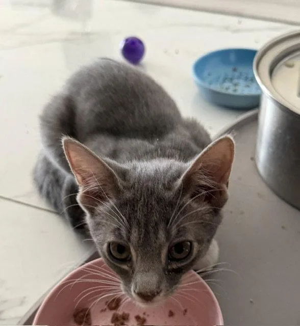 A young medium-sized female American Shorthair cat named Maggie for adoption in Orlando, FL