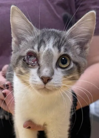 A baby small-sized male Domestic Short Hair cat named Fondue for adoption in Fishers, IN