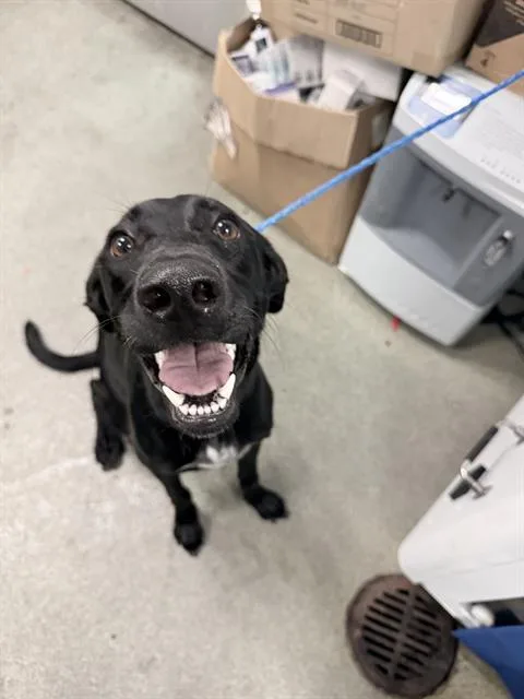 A young large-sized female Labrador Retriever dog named Kayla for adoption in Dallas, TX