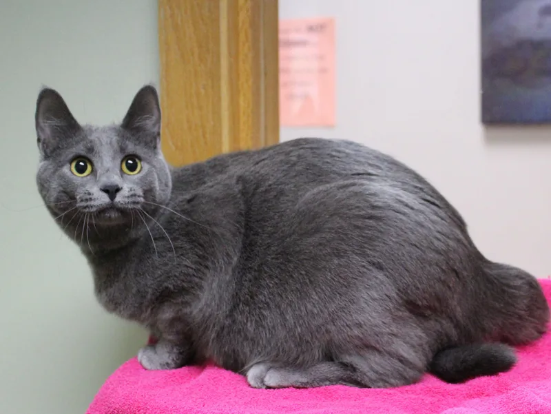 A young medium-sized female Domestic Short Hair cat named Margarita for adoption in Portage, WI
