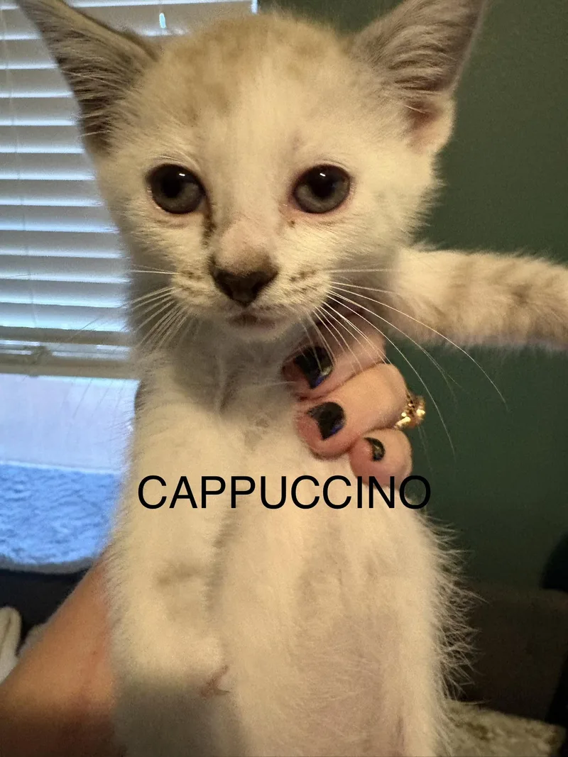 Cappuccino thumbnail 2