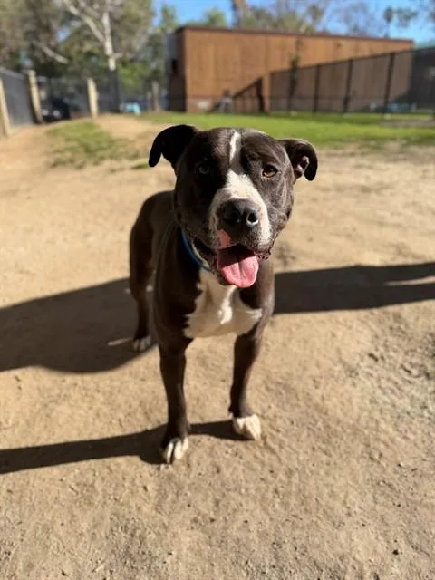 An adult medium-sized male Pit Bull Terrier dog named Tank Dup for adoption in Riverside, CA