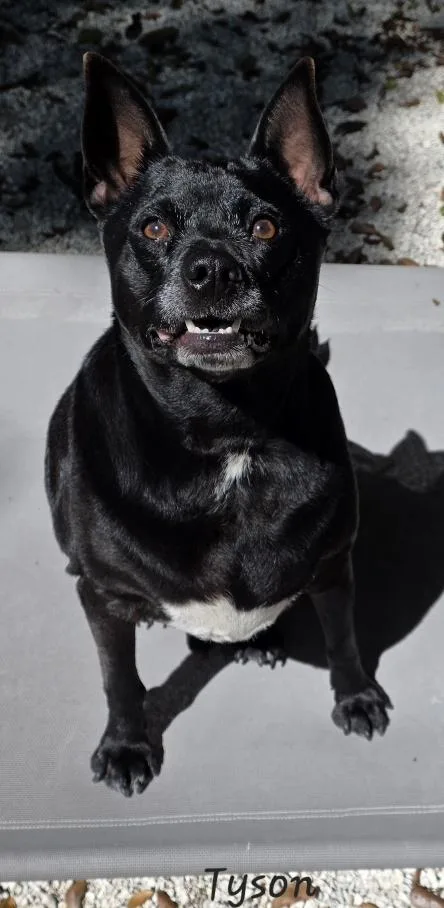Tyson