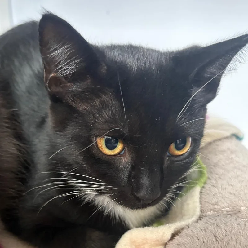 A baby small-sized female Black Domestic Short Hair cat named Jj for adoption in Sarasota, FL