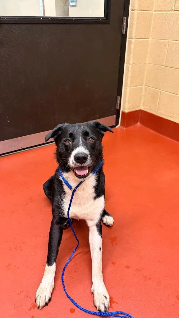 An adult medium-sized male Mixed Breed dog named Dayko for adoption in Douglasville, GA