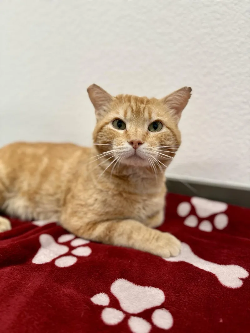 An adult medium-sized male Orange / Red Domestic Short Hair cat named Malcolm for adoption in Las Vegas, NV
